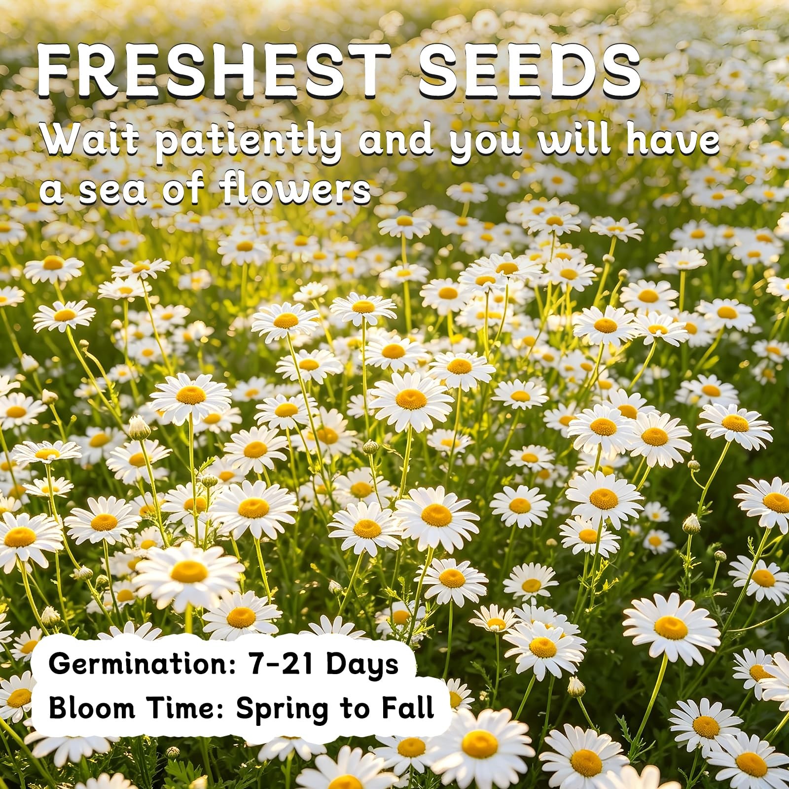 German Chamomile Seeds, 60,000+ Chamomile Flower Seeds Bulk for Planting Outd…