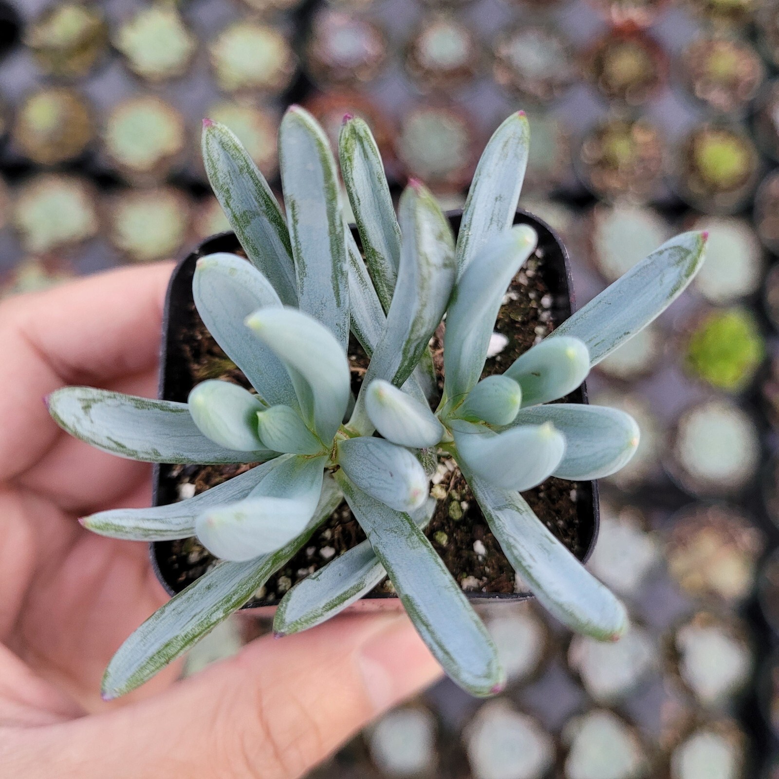 Senecio Serpens ‘Blue Chalk Sticks’ Live Plant – Succulent 2 Inches (Potted)