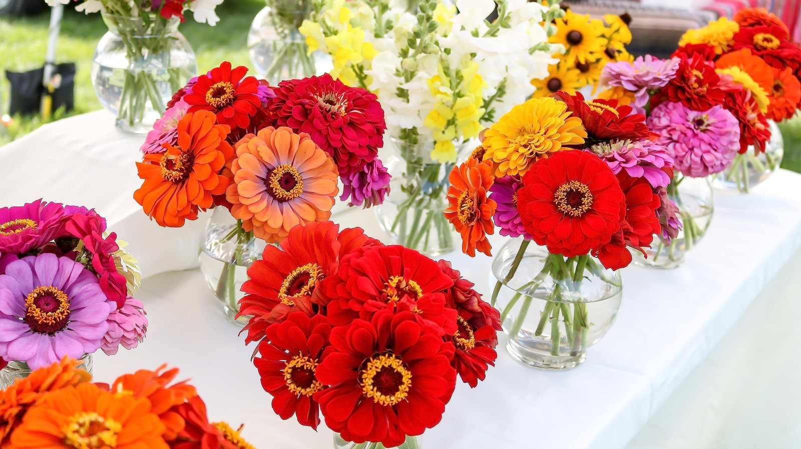 250 California Giants Zinnia Seeds for Orange,Pink,Purple,Red,White,Yellow