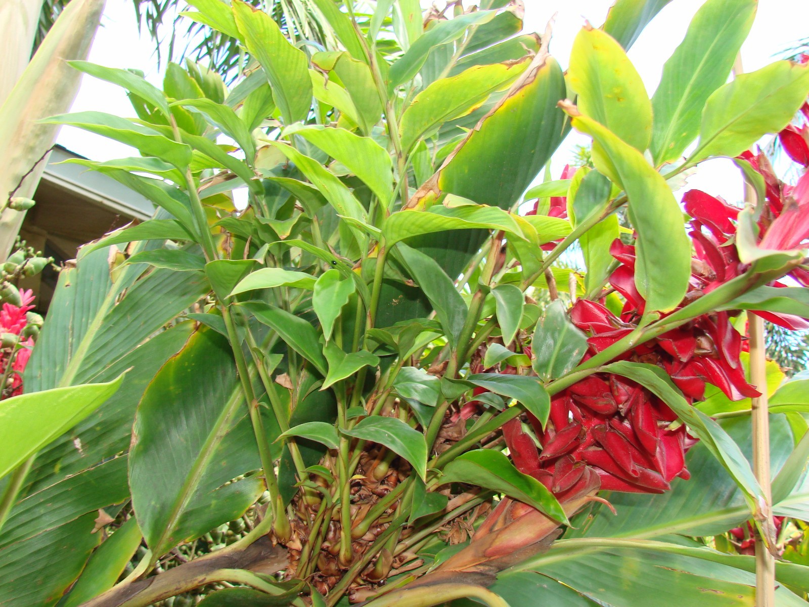~RED GINGER~ ALPINIA PURPURATA~ Sml PLANT from HAWAII ~V WELL ESTABLISHED in POT
