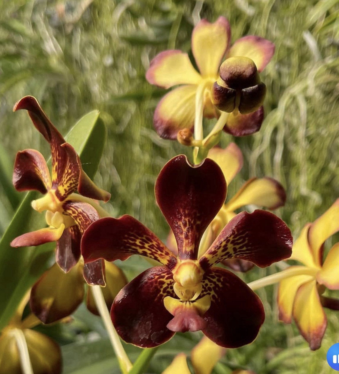 Vanda Motes Hot Mama