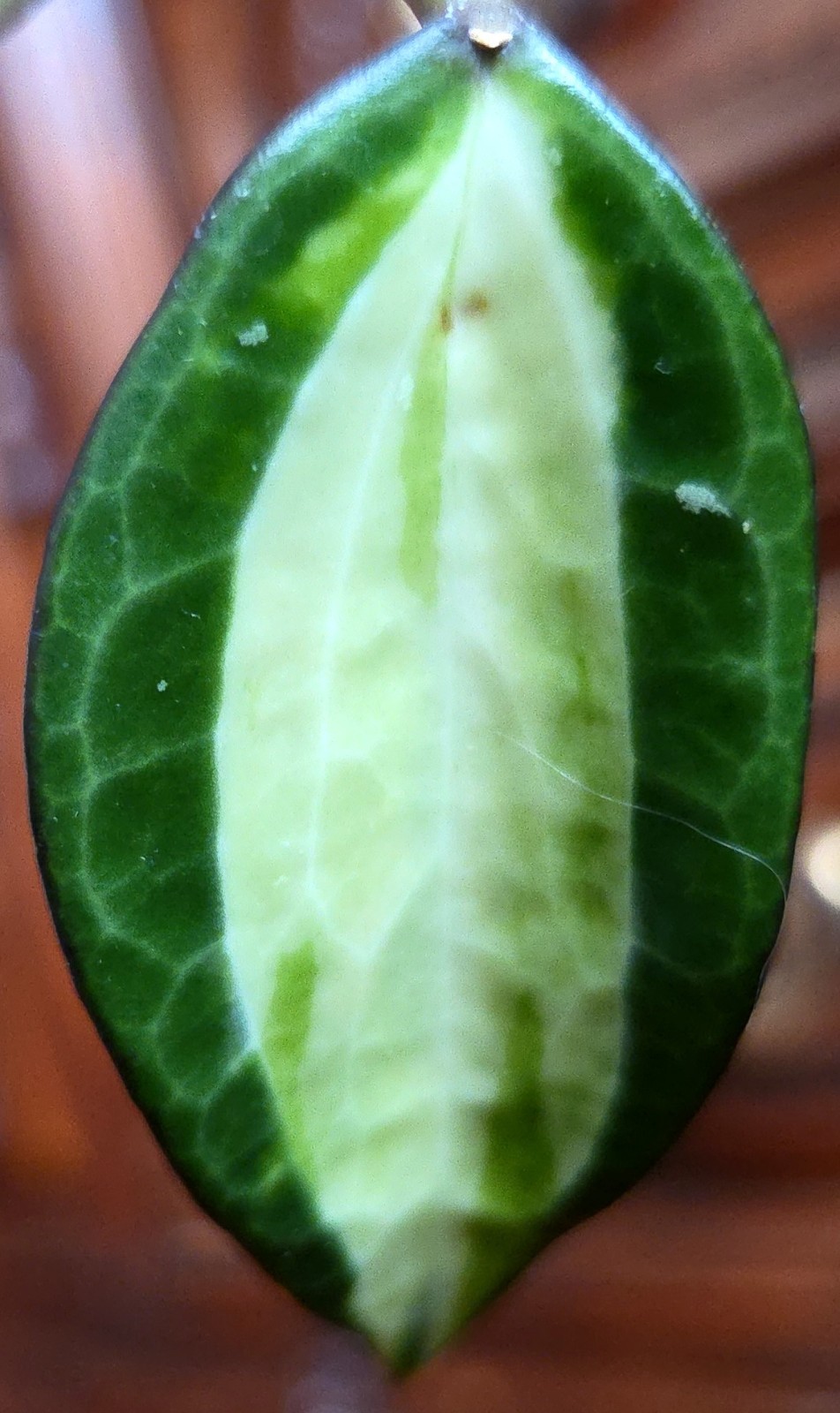 Rare Reverse Variegated Hoya Latifolia 24″ Tall Not Monstera Philodendron Aroid