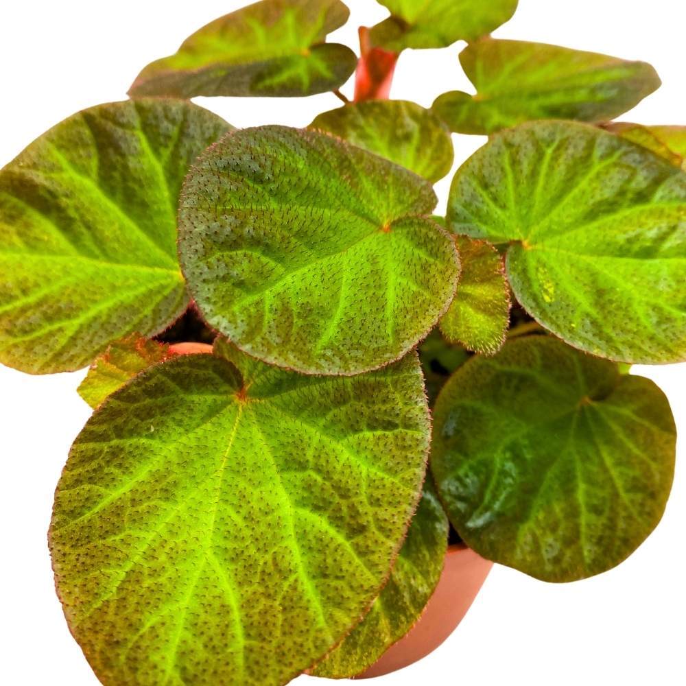 Begonia Manaus, 4 inch Rhizomatous Rhizo Green Orange Brown Fuzzy Leaves
