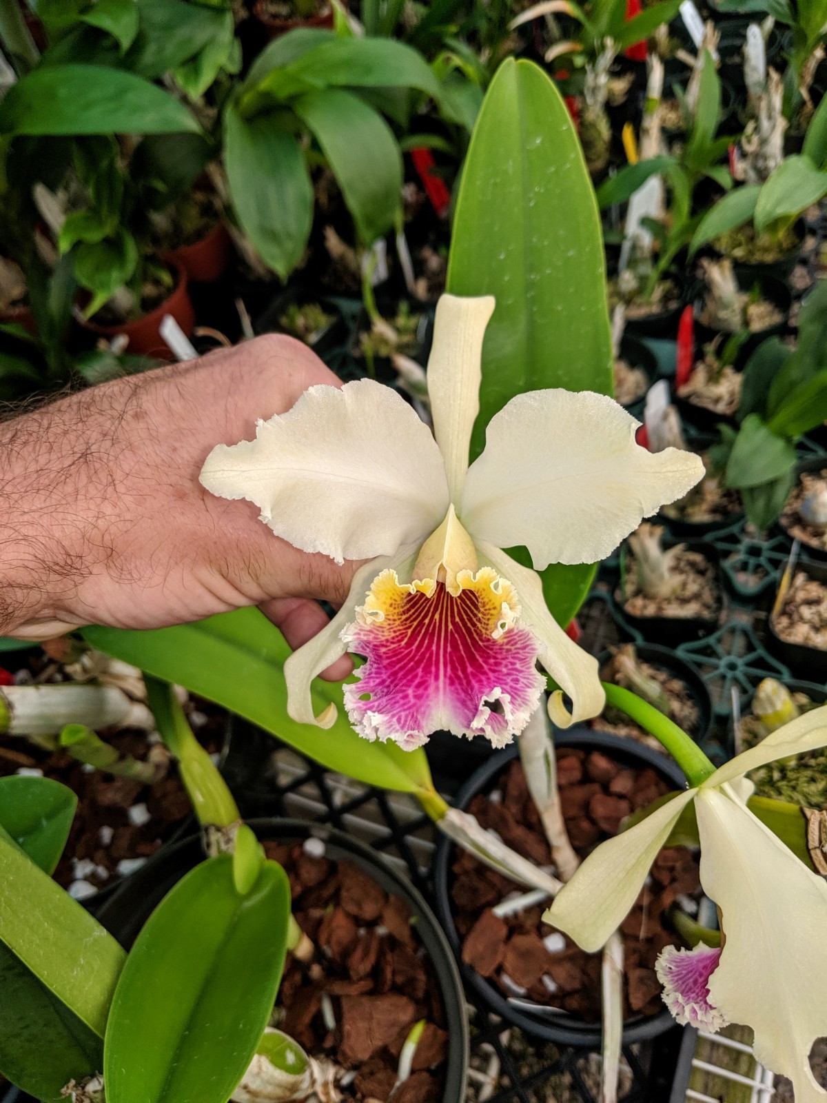 Cattleya rex x sib excellent parents stunning orchid species very nice seedlings
