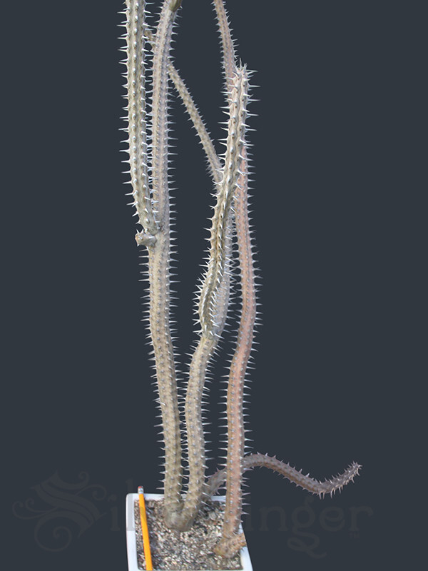 • Alluaudia Procera — Madagascar Ocotillo — NOT SEEDS! : HEALTHY LIVE PLANTS