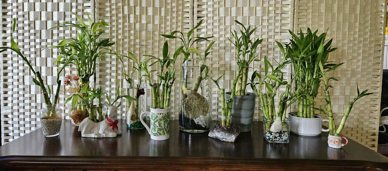 3 Live Lucky Bamboo 4″6″8″ FREE Dog Treats, Indoor Perennial Plants