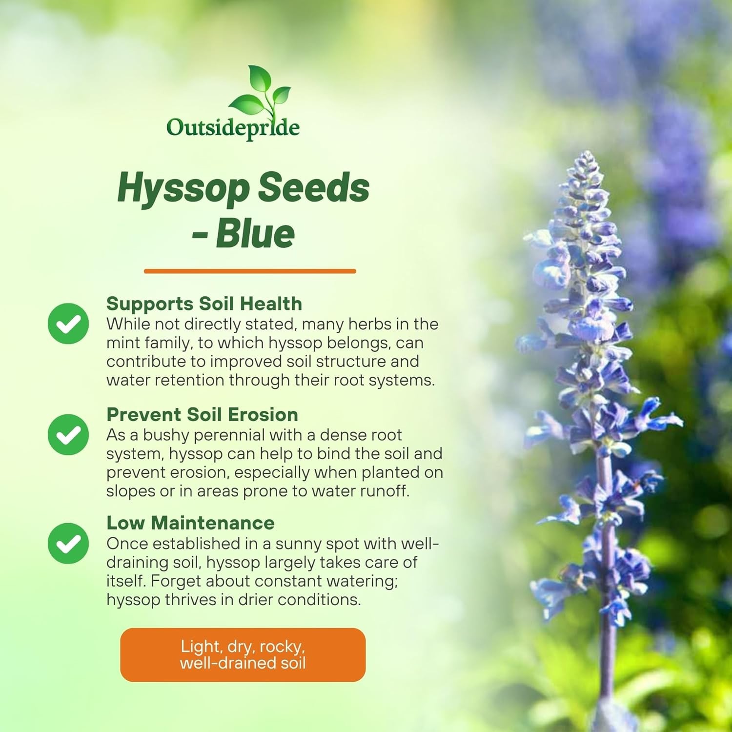 1000 Seeds Hyssop Seed – Blue Hyssopus Officinalis Herb Seeds