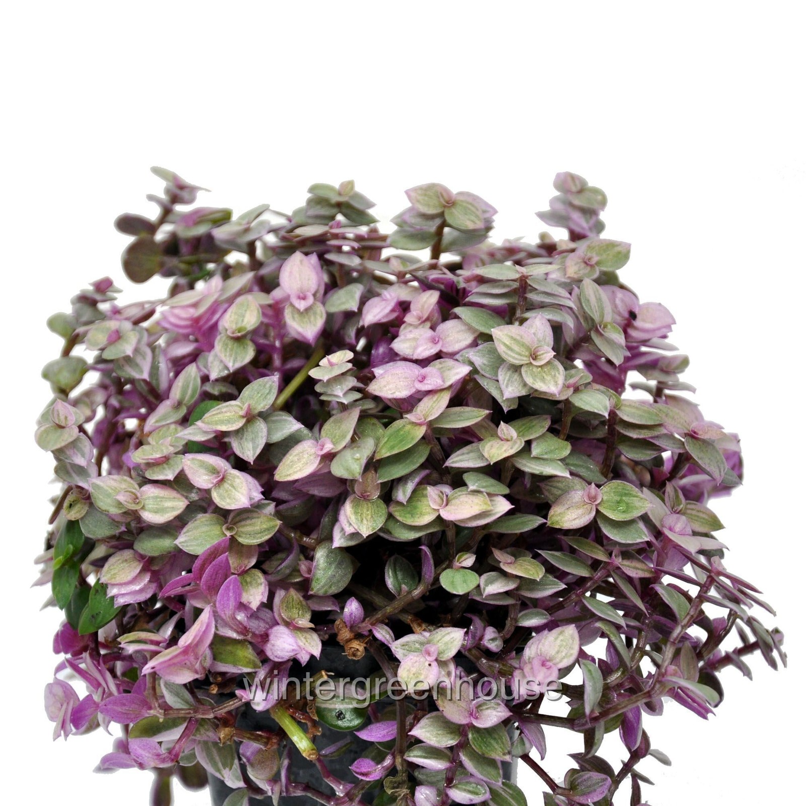 Callisia repens, Turtle Vine, Pink Lady, Container Size: 3″ (2.6×3.5″)