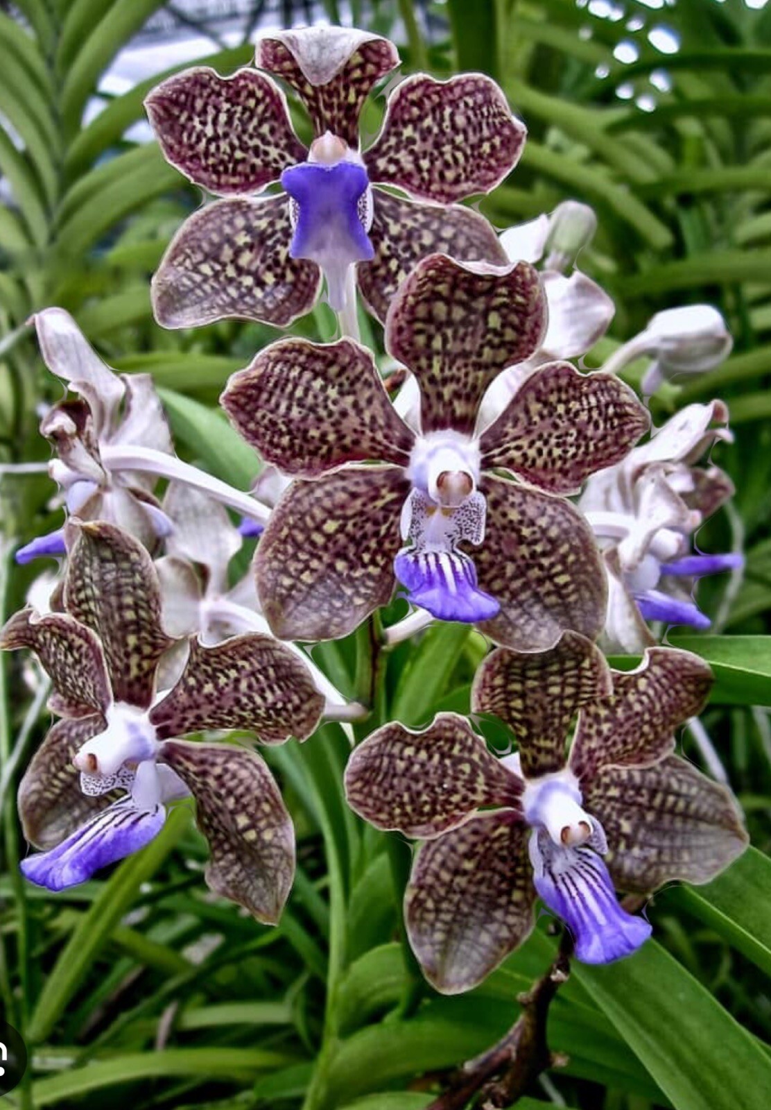 Vanda Mimi Palmer. BS Orchid