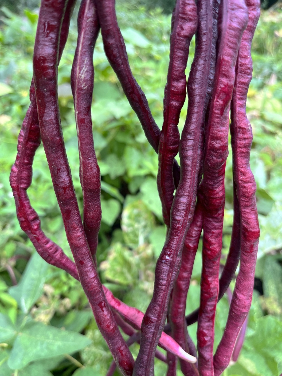 Vigna unguiculata ASIAN YARD LONG BEAN COLLECTION – 3 Varieties – 20 Seeds Each!