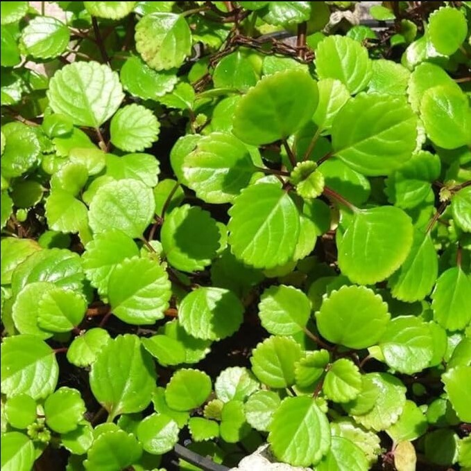 Green Swedish Ivy Live Plants -Size 3-8 Inches – Green Swedish Ivy Houseplant