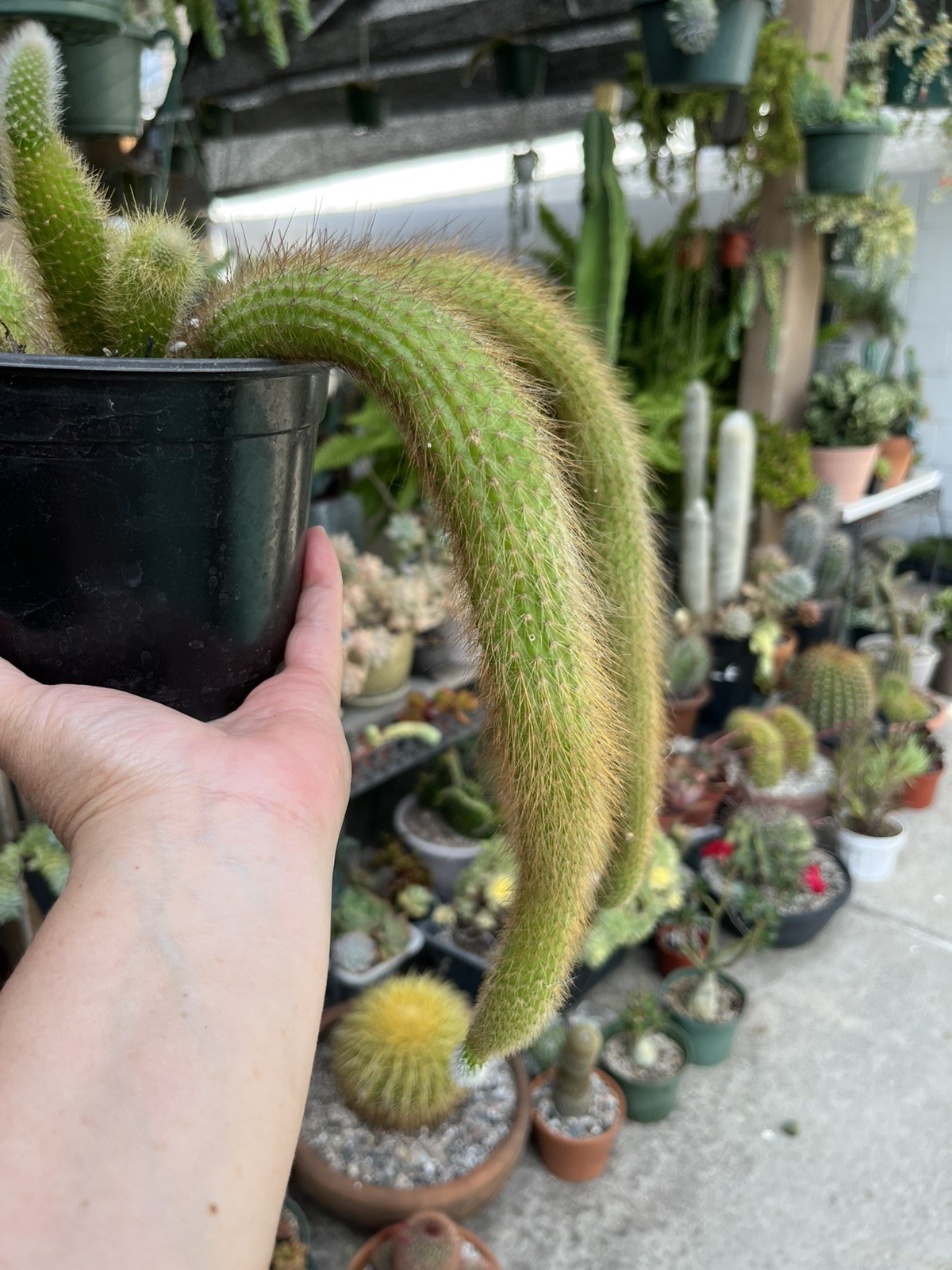 Monkey tail Cactus 🌵 with 6 cuttings and 17/14 inch cutting is sent bare roo