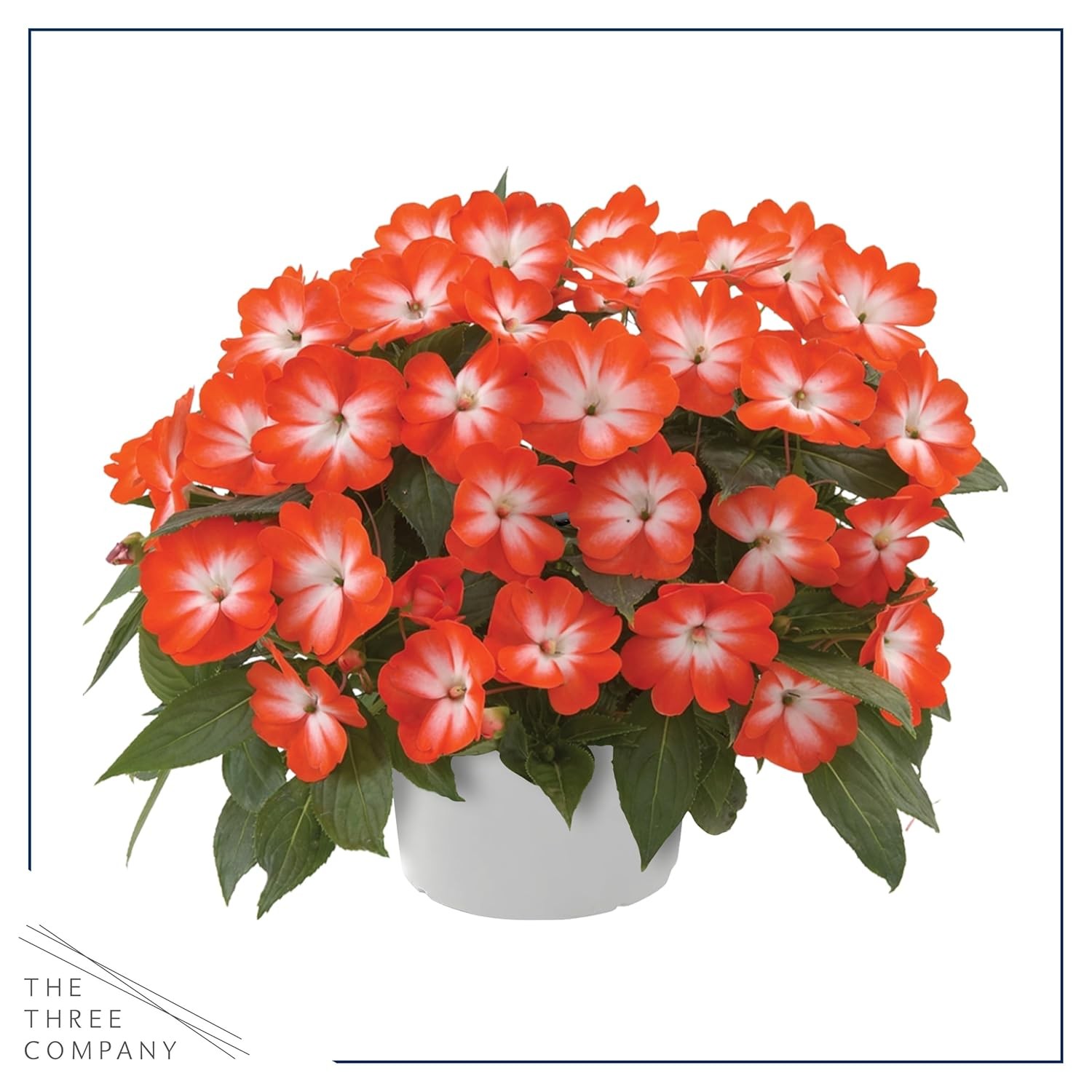 Live Flowering New Guinea Impatiens – Grower’s Choice Assorted Colors (3 Plants