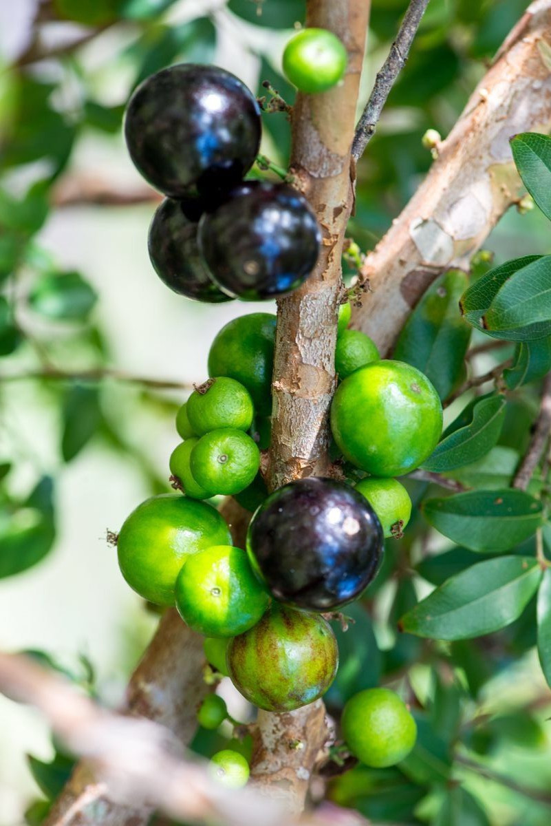 Jaboticaba Plinia Cauliflora Brazilian Sabara Grape Seedling Plant Fruit Tree