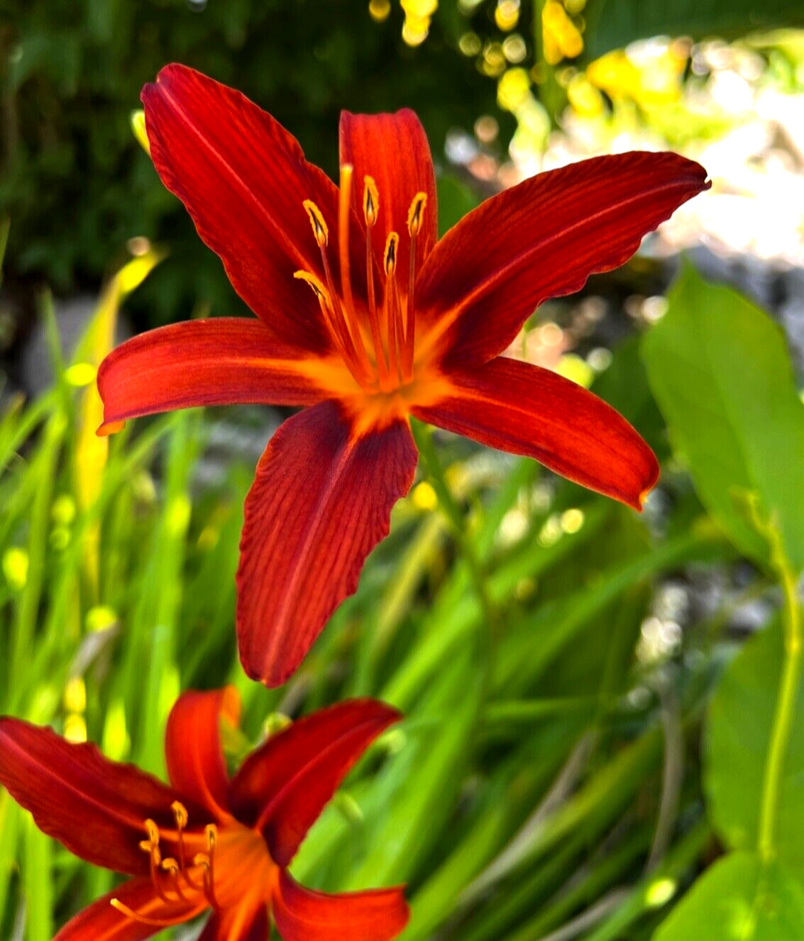 5 Daylily Perennial Mature Plant Divisions Drought Cold tolerant Waterlogged