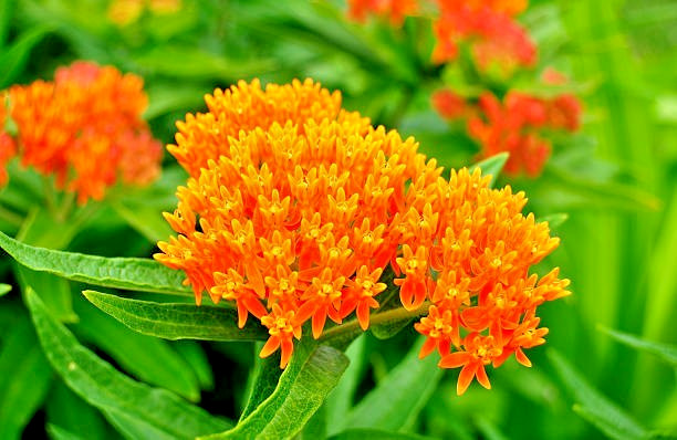 50 BUTTERFLY WEED SEEDS | SALE FREE SHIPPING NON GMO HEIRLOOM