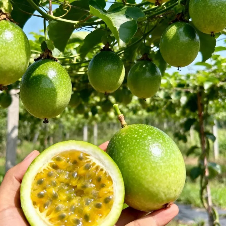 Yellow Passion Fruit Bare Root Sapling, Home Garden