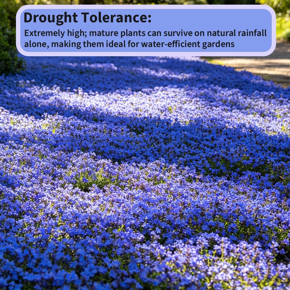 22000+ Blue Creeping Thyme Seeds for Planting Red, Blue, Yellow, white, pink.