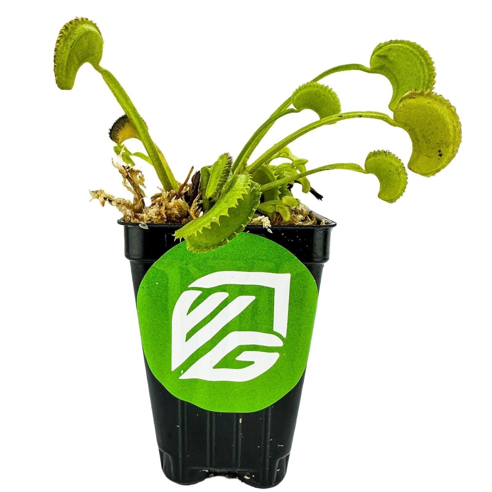 Dente Venus Fly Trap Carnivorous Plant – Dionaea muscipula