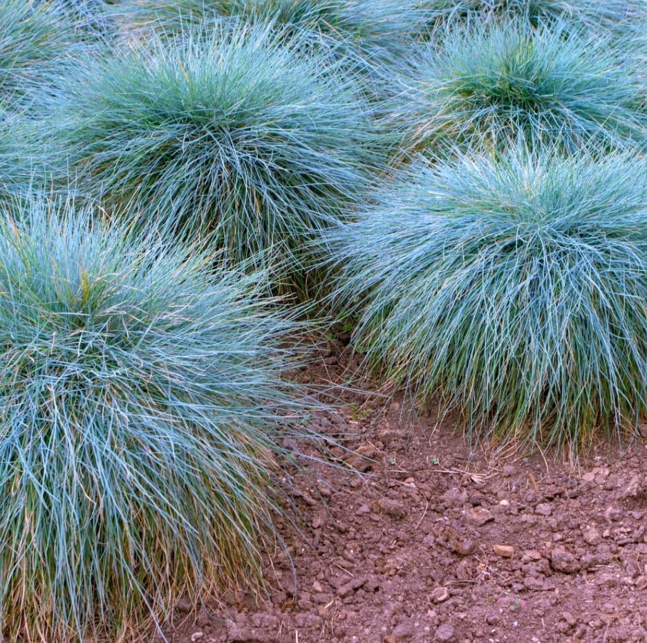 Set 2 Blue Fescue Grass Plants Live in a 4″ Pot- Groundcover Fescue Grass Plant