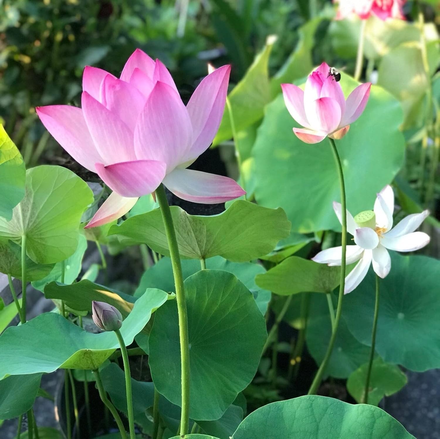 10pcs Indoor/Outdoor Lotus Seeds – Beautiful Water Lily Plants for Any Space