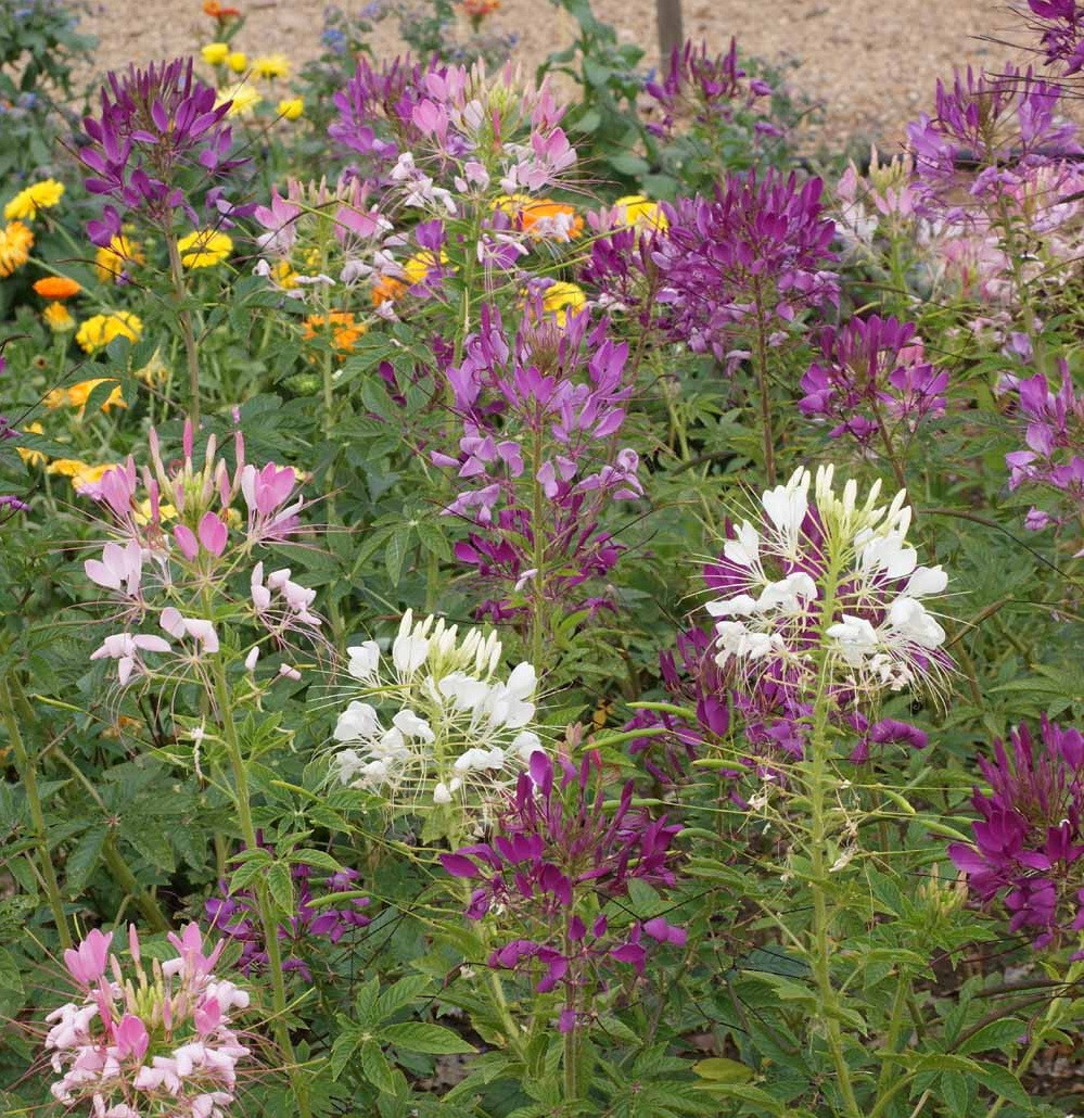1000 Spider Plant Dlower Seeds Cleome hassleriana