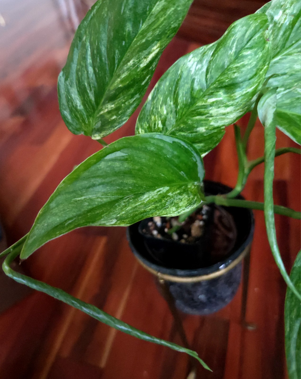 Rare Monstera Laniata Mint Tricolor 14″ Tall 2 Plants No Philodendron Anthurium