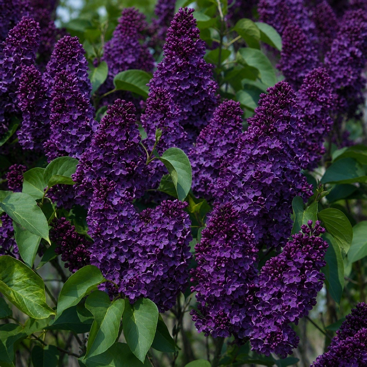 25 Lilac Seeds Fragrant Flowering Tree Perennial Flower Seed “Dark Purple”
