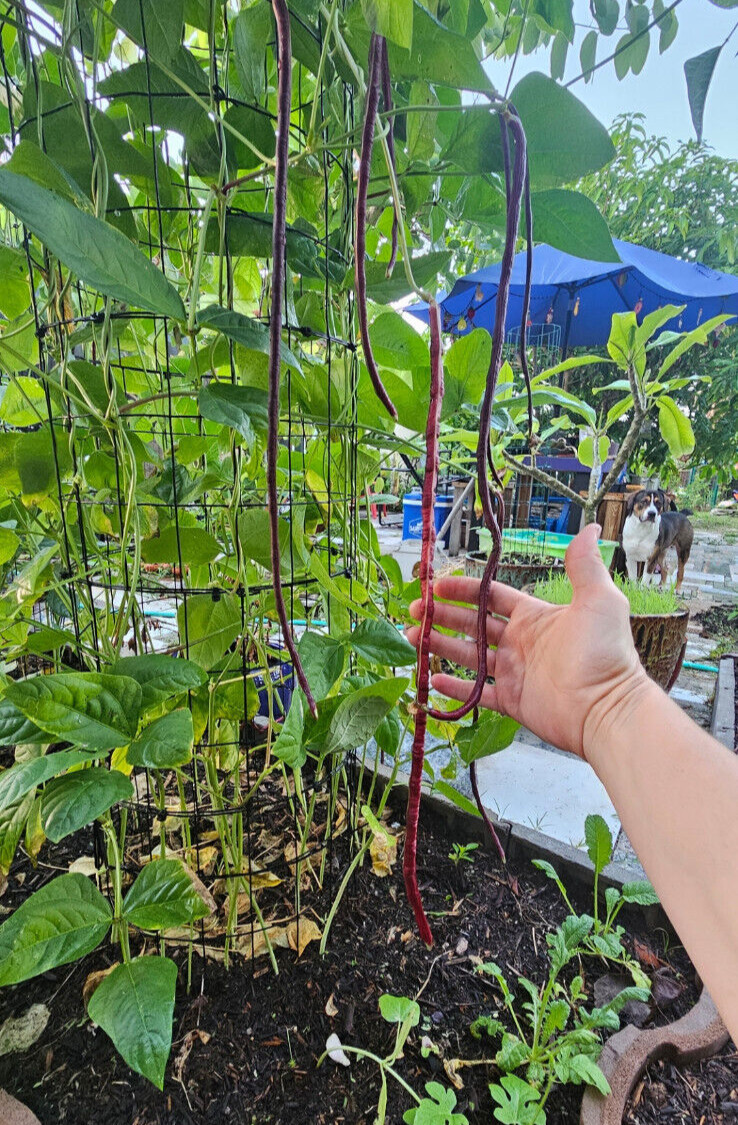 Oriental Red Noodle Bean / Red Yardlong Seeds (25) / ORGANIC / FLORIDA GROWN