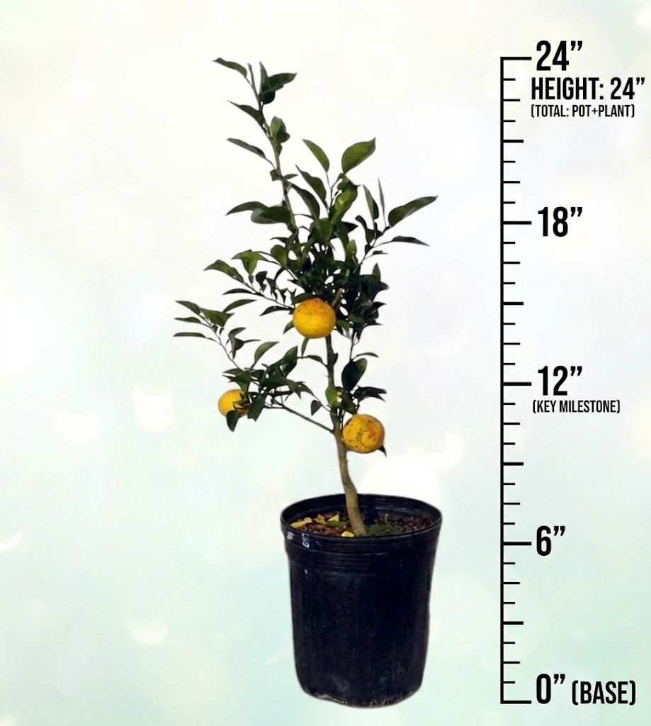 Japanese Yuzu Lemon Tree Semi-Dwarf 24-36″ Live Plant Self-Fruitful Citron 2Gal