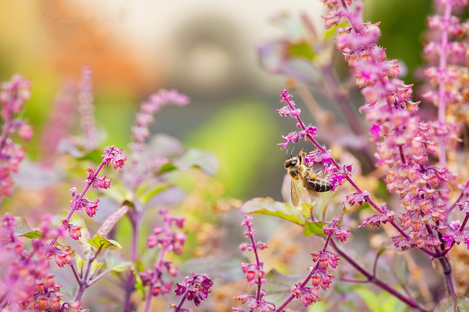 200 Purple Krishna Tulsi HOLY BASIL Ocimum Sanctum Tenuiflorum Herb Flower Seeds