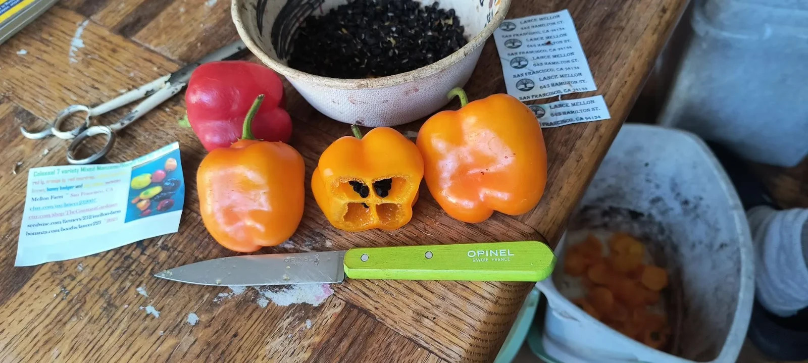 Orange Manzano Pepper Plants