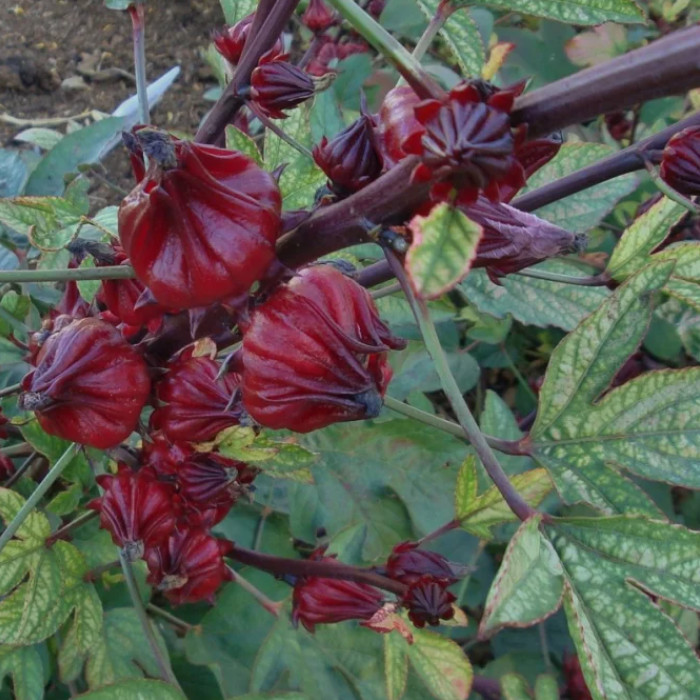 Roselle Hibiscus Plant – 4-8″ Tall – Edible Red Calyx Plant for Tea, Gardens