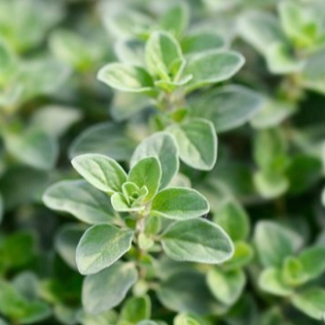 2000 Sweet Marjoram Seeds (Origanum majorana) – Herb Seeds – USA Grown – Non Gmo