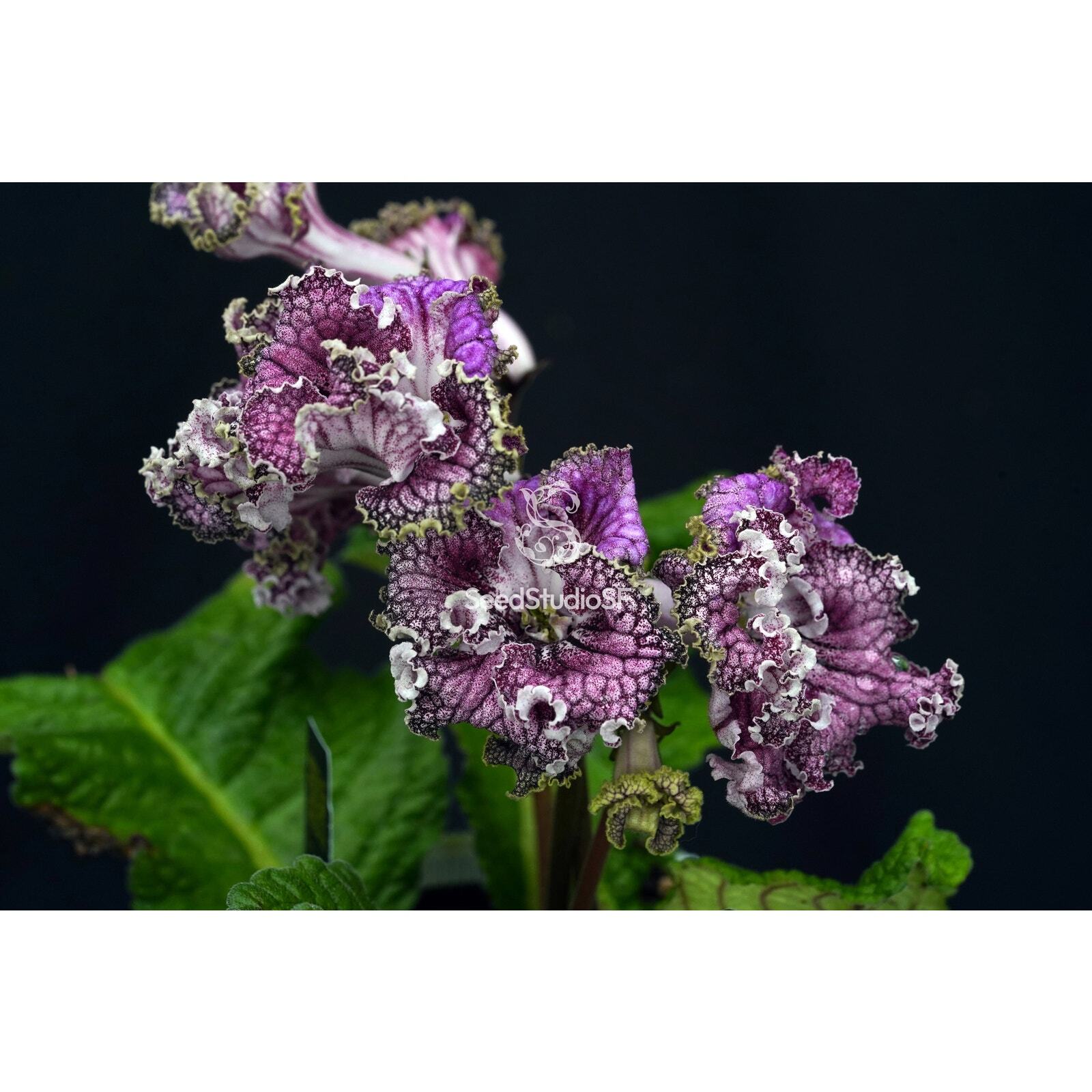 Streptocarpus [DS-2034] | Year-Round Blooms | African Violet-Like SEED STUDIO®