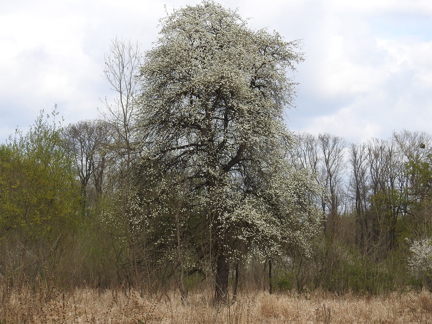 European Pear Tree | Premium Seeds | Pyrus communis ‘Fall’ | Plants’®