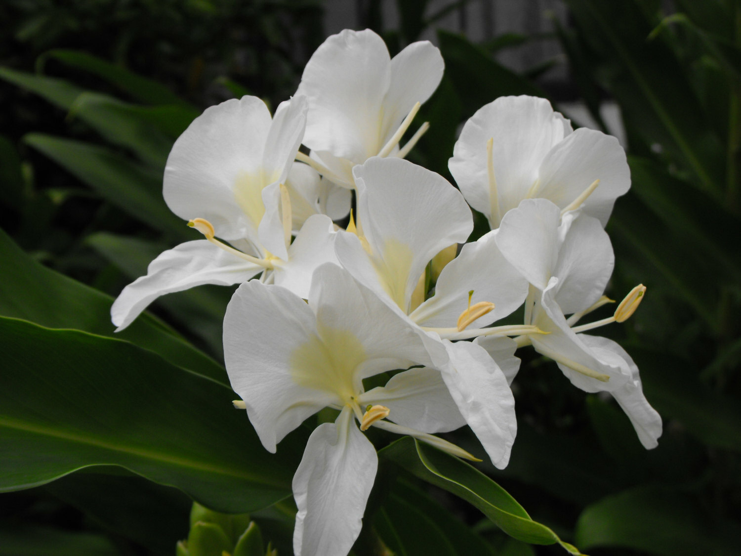 4 PACK HAWAIIAN TROPICAL WHITE GINGER PLANT BARE ROOT – Easy To Grow In/Outdoor