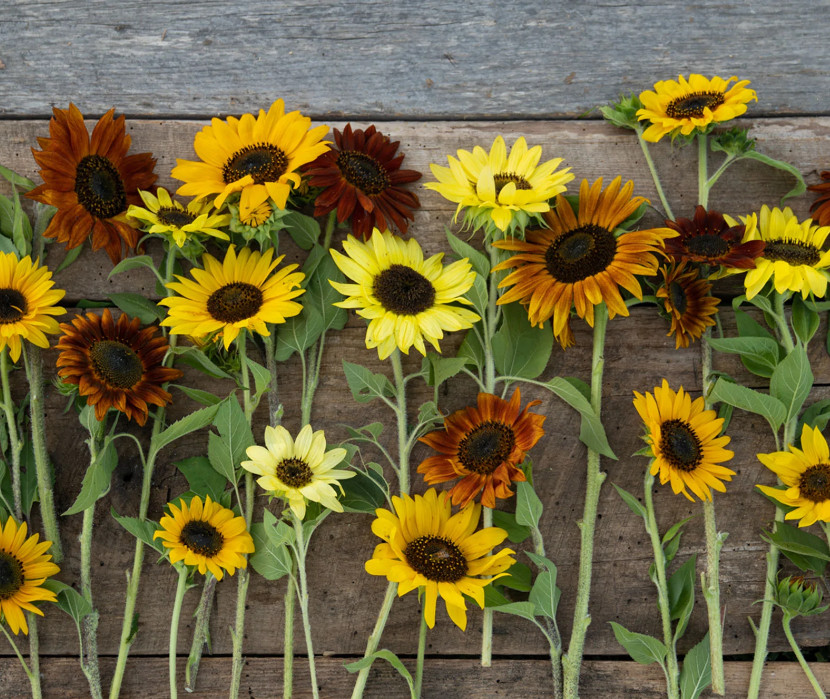 Heirloom Sunny Sunflower Seed Mix – 55 Seeds 2g BUY 2 GET 1 FREE!