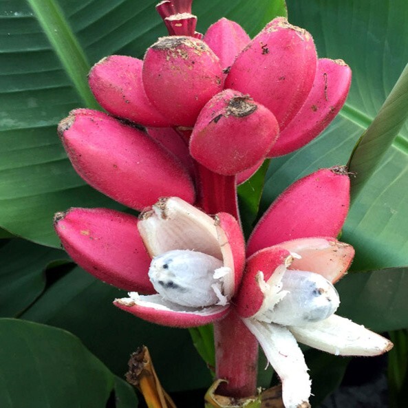 10 Pink Dwarf Banana Tree Fruit Plant Seeds (Musa velu.) Rare Fast Hardy-Zone 7b