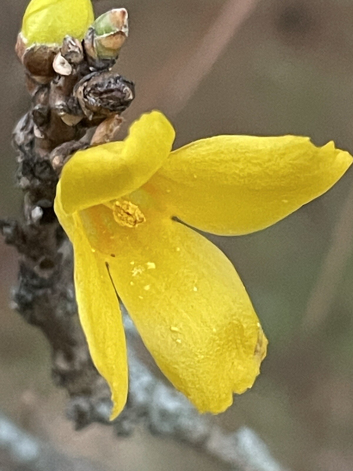 Cutleaf Forsythia