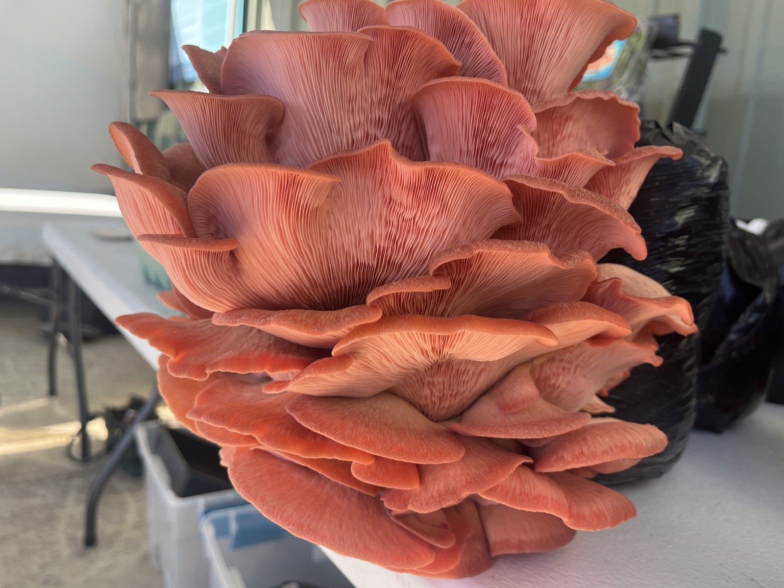 Pink Oyster (Pleurotus djamor) Liquid Culture 10ml