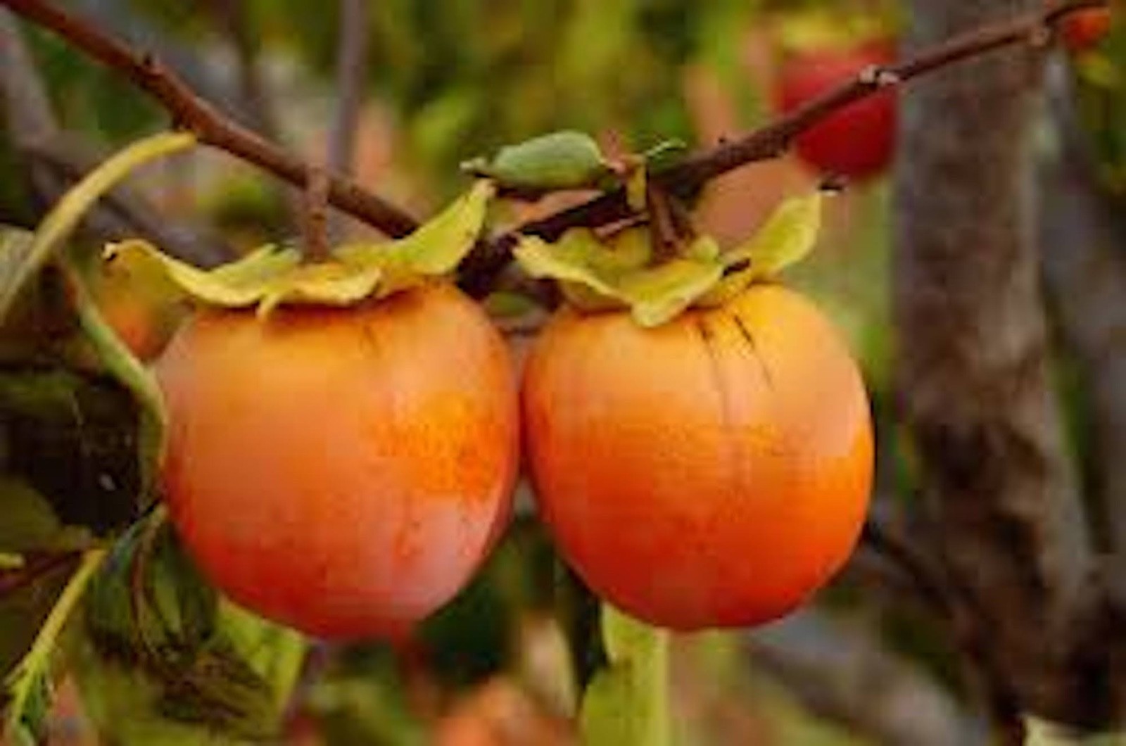 1 Persimmon Tree 12-24″ Tall American Native Diospyros Virginiana Bare Root