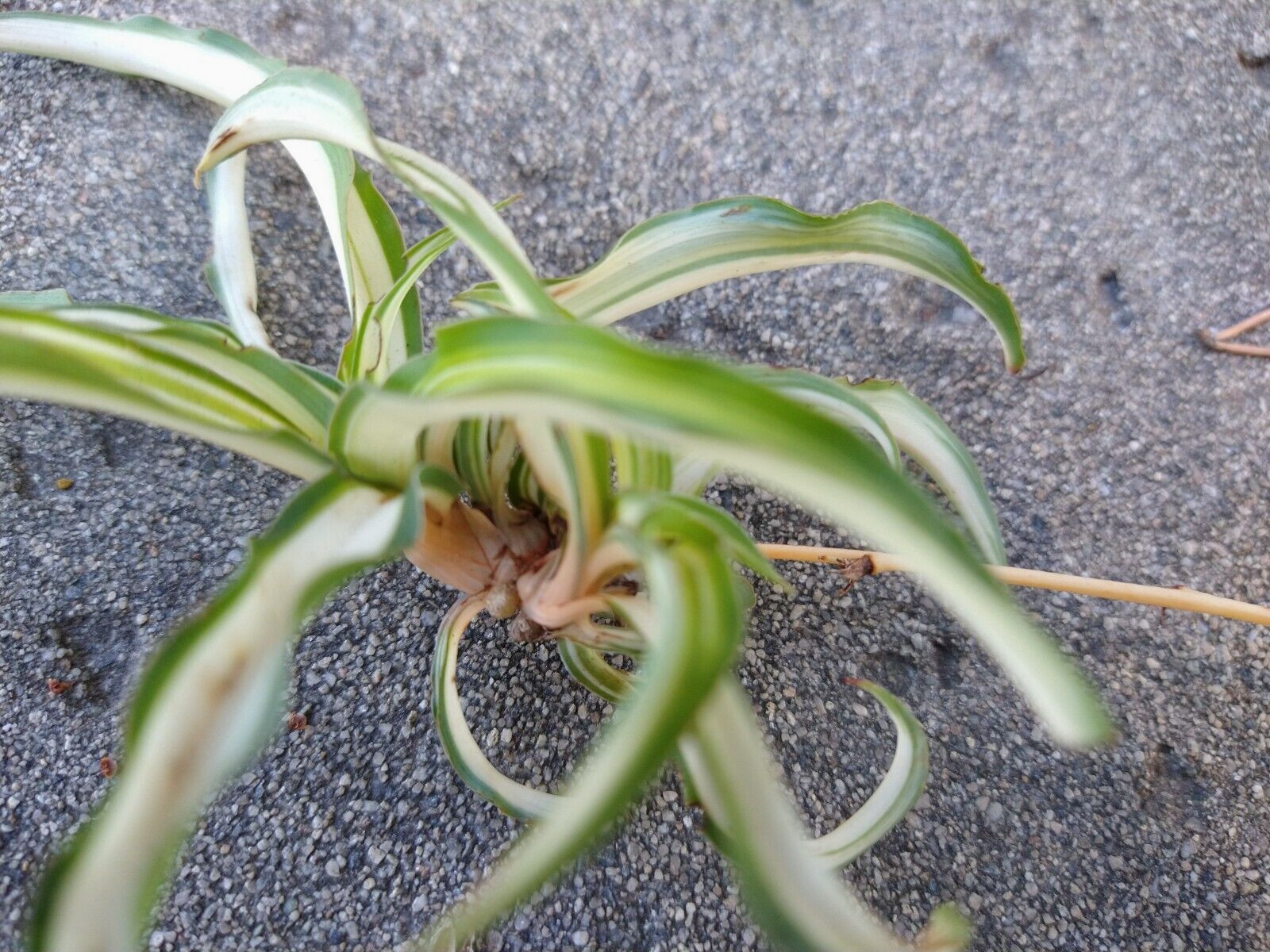 Lot 15 SPIDER PLANT cuttings young roots * Chlorophytum Comosum