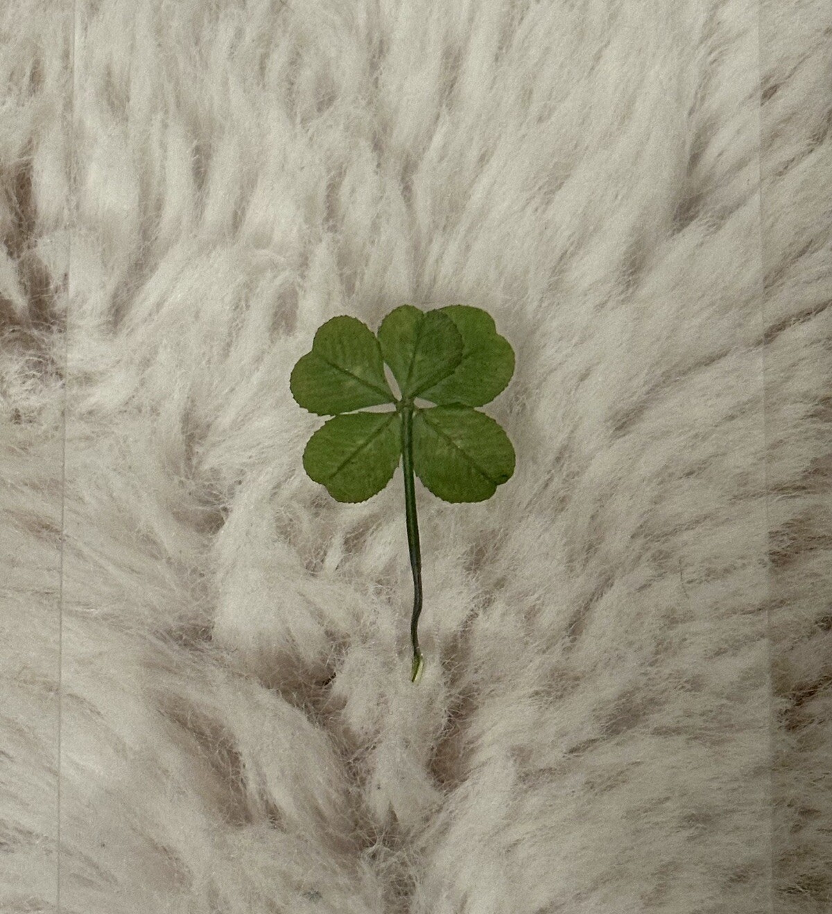 🍀RARE REAL 5 Leaf Clover 🍀 Hand picked – GREAT Gift – LUCKY 🤩