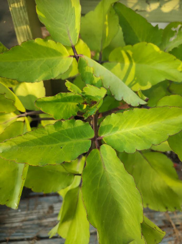 Kalanchoe Pinnata ~10 Leaves ~Miracle Wonder Leaf ~Medicinal | Planting .