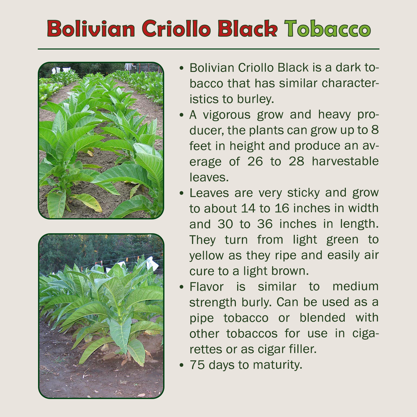 1000 Bolivian Criollo Black Tobacco Seeds, Heirloom, Non-GMO, Genuine USA