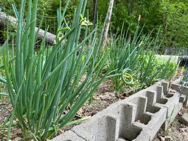 5 Egyptian Walking Onions, Tree Onion, top Onions. 5 roots to start