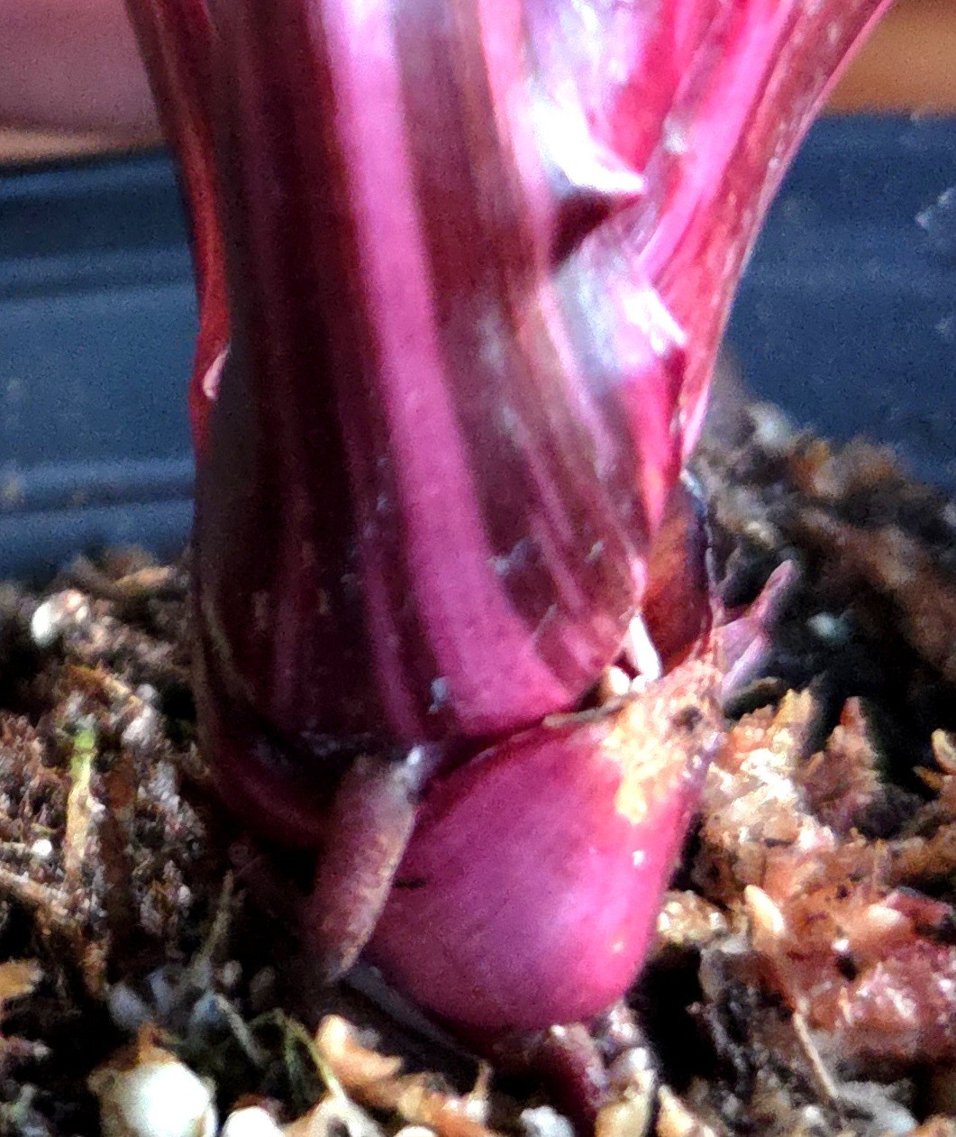 Rare Philodendron Dark Cherry Princess Galaxy 15″ Wide Not Monstera Anthurium