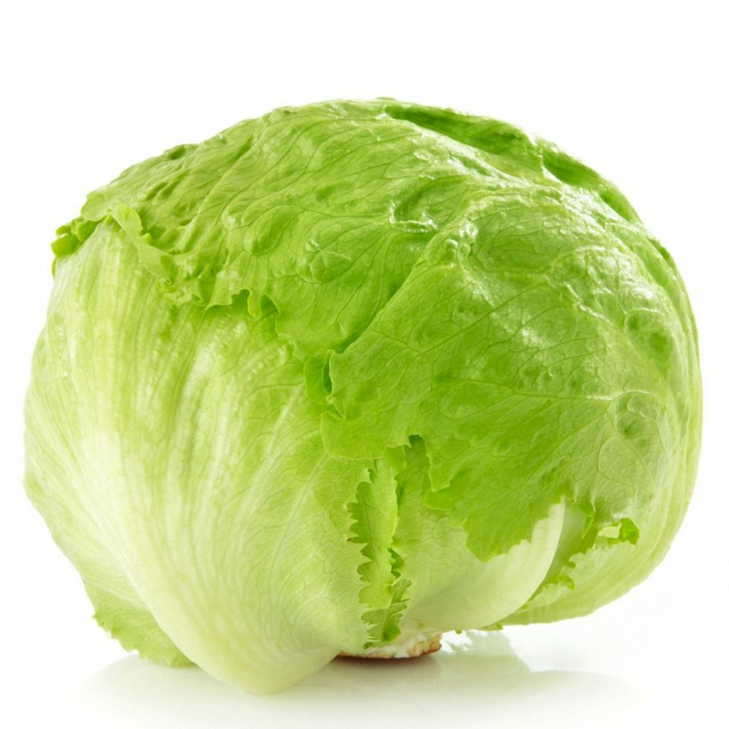 1200+ Crisphead Iceberg Lettuce Seeds | Non-GMO | Fresh Garden Seeds USA Grown
