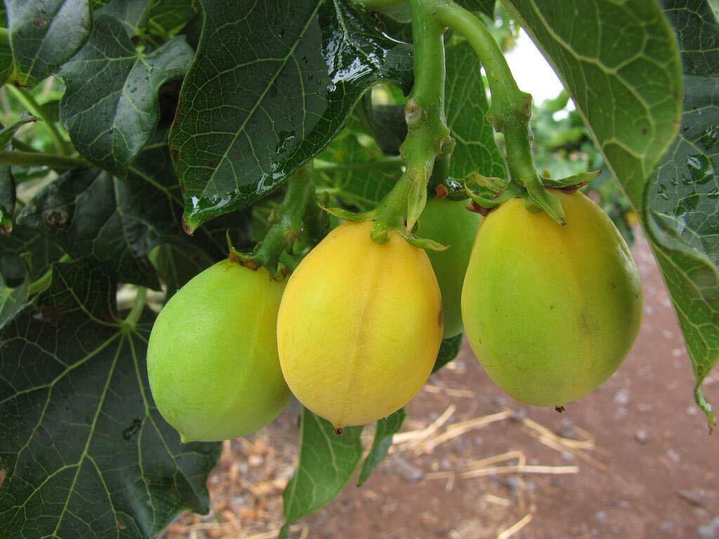 Physic Nut Barbados Rare Jatropha Curcas Diesel jocad (15 Seeds)